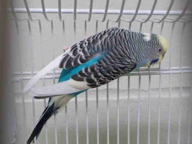 Adopt BILL a Parakeet (Other)