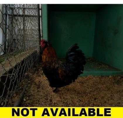 Adopt Ric Flair a Black Chicken / Chicken / Mixed bird in Eugene, OR (24819638)