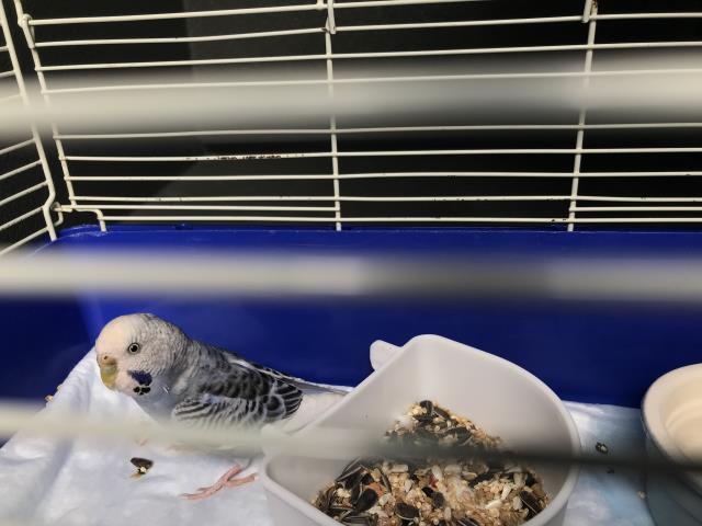 Adopt A444370 a Parakeet (Other)