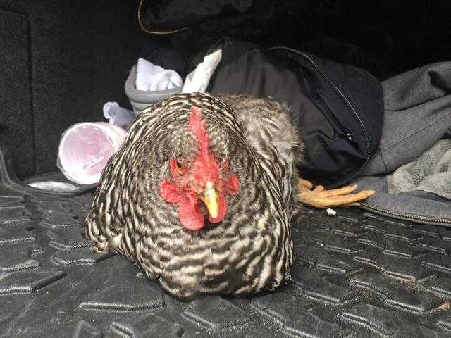 Adopt DULLES a Brown Chicken / Mixed bird in Waterford, VA (24680609)