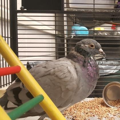 Adopt Just Bruce a Softbill - Other bird in Fairport, NY (20508830)