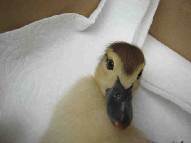 Adopt a Yellow Duck / Mixed bird in San Antonio, TX (24684080)