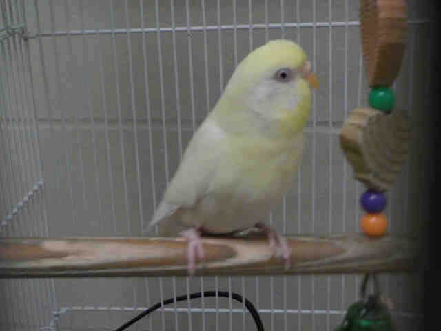 Adopt HILLARY a Parakeet (Other)