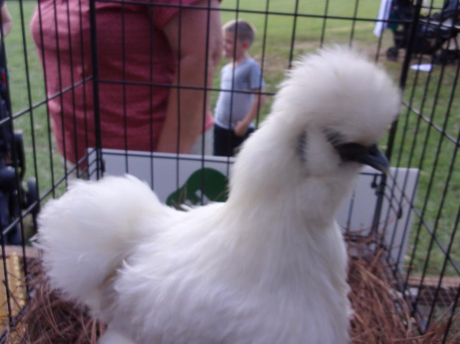Adopt Silkie Roosters a Chicken