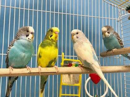 Adopt Bruce a Blue Parakeet - Other / Mixed bird in Golden Valley, MN (24838942)