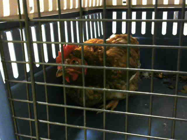 Adopt a Red Chicken / Mixed bird in Statesville, NC (20718089)