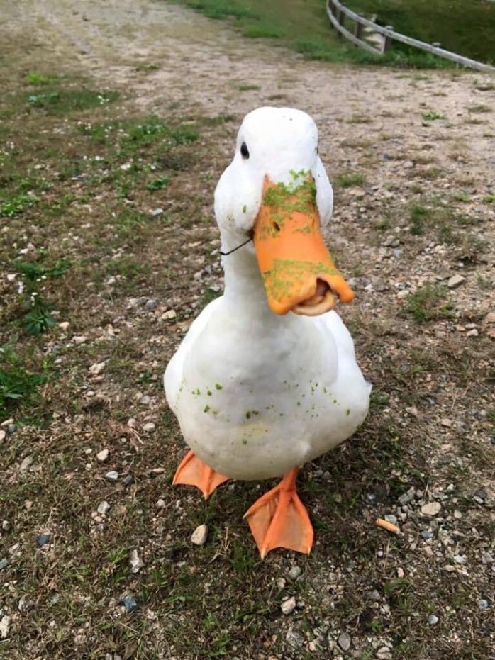 Adopt Lincoln a Duck