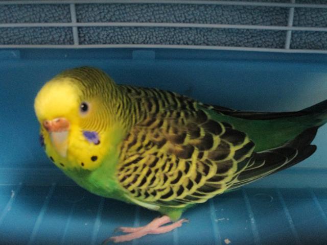 Adopt KIWI a Parakeet (Other)