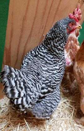 Adopt Ettie a Black Chicken / Chicken / Mixed bird in Cheyenne, WY (24853126)