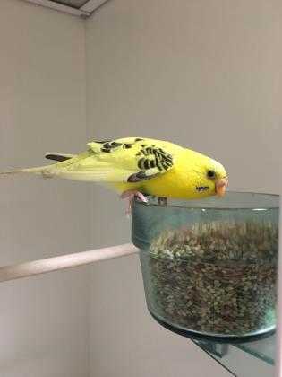 Adopt 40567598 a Yellow Parakeet - Other / Parakeet - Other / Mixed bird in