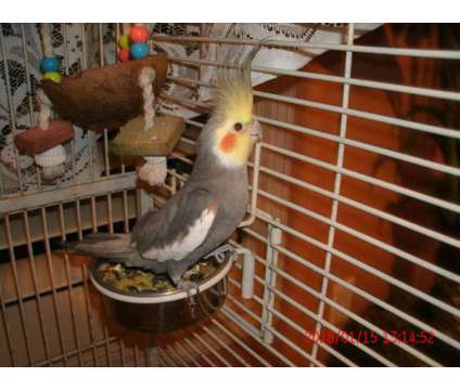 Cockatiels pair and Large Cage