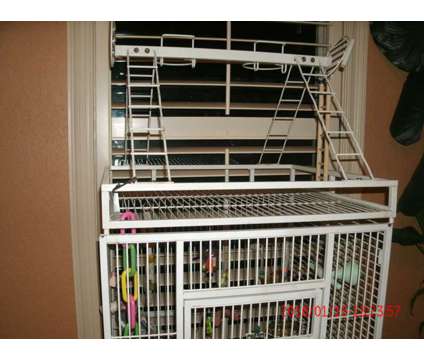 Cockatiels pair and Large Cage