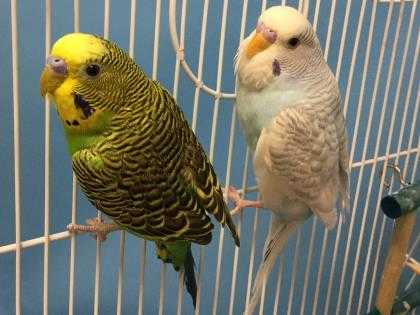 Adopt Verde a Green Parakeet - Other / Mixed bird in Golden Valley