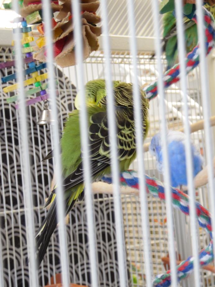 Adopt Budgies a Parakeet (Other)