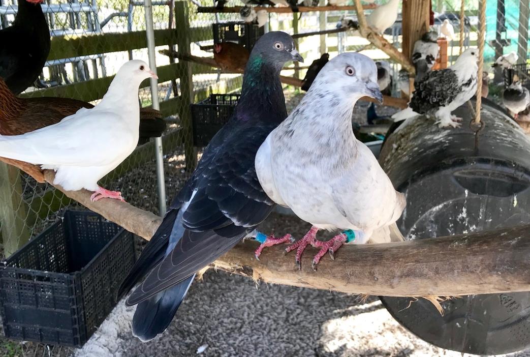 Adopt 19 Pigeons a Pigeon