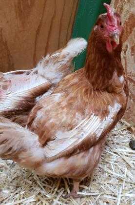 Adopt Rita a Red Chicken / Chicken / Mixed bird in Cheyenne, WY (24853130)