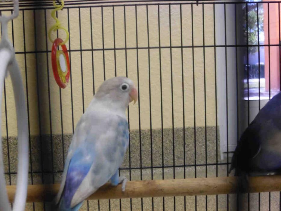 Adopt a Blue Parrot - Other / Mixed bird in Fort Myers, FL (24864365)