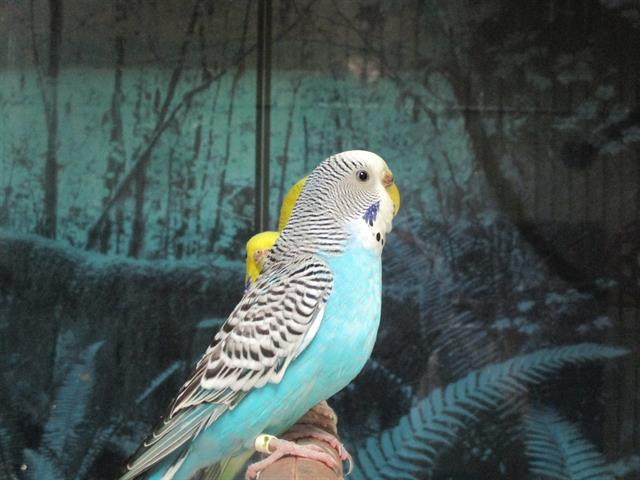 Adopt BERRY a Parakeet (Other)