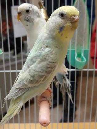 Adopt Ivy a Green Parakeet - Other / Mixed bird in Bend, OR (24696203)