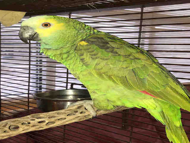 Adopt AVERY a Green Parrot - Other / Mixed bird in Plano, TX (24696544)