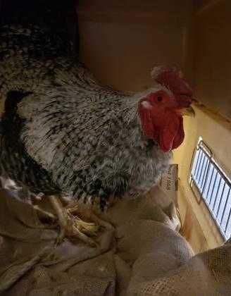 Adopt Cogburn a Black Chicken / Chicken / Mixed bird in Cheyenne, WY (24853127)