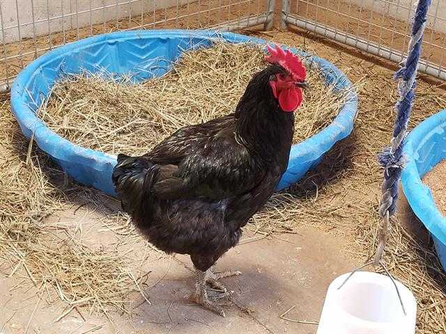 Adopt PAUL a Black Chicken / Mixed bird in Union, MO (24705440)