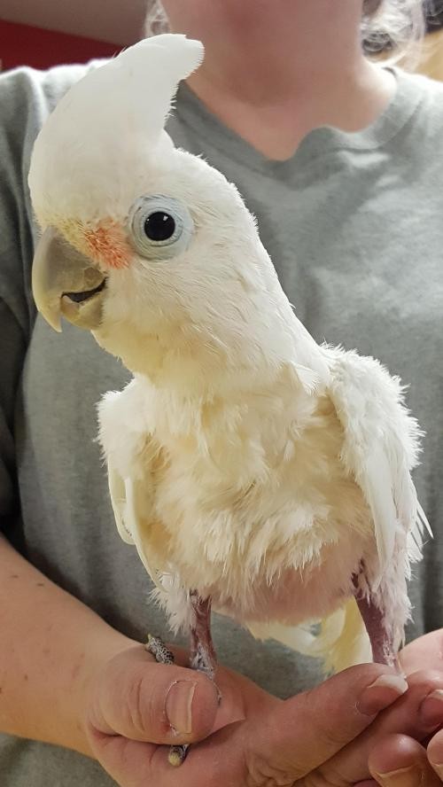Adopt Birdie a Cockatoo bird in West Fargo, ND (20132218)