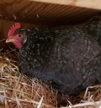 Adopt Betty a Black Chicken / Chicken / Mixed bird in Cheyenne, WY (24853125)