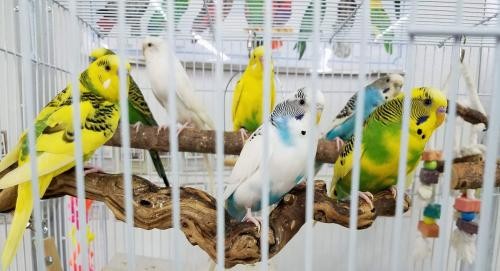 Adopt Budgies (8 Available) a Budgie bird in West Fargo, ND (16470568)