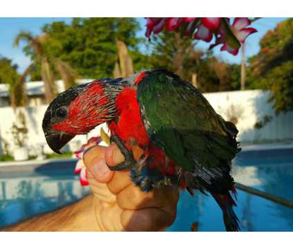 Lory -Black Capped