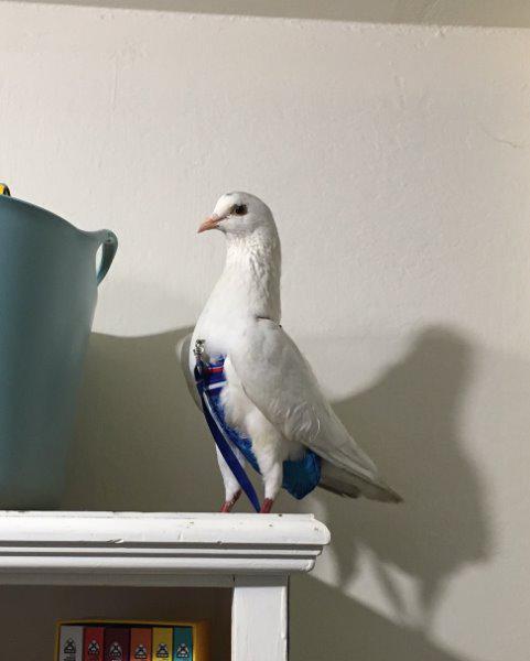 Adopt Dolores a Pigeon