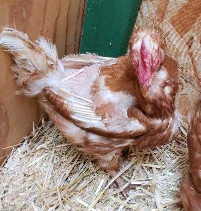 Adopt Pita a Red Chicken / Chicken / Mixed bird in Cheyenne, WY (24853129)