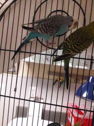 Adopt Pete - Bonded to Stormy a Blue Parakeet - Other / Mixed bird in Arlington