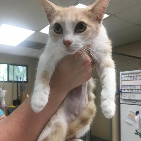 Adopt Samiam a Orange or Red Domestic Shorthair cat in Sarasota, FL (24836848)