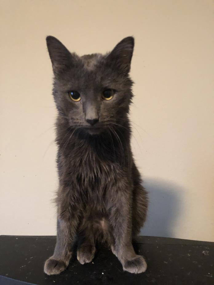 Adopt Calvin a Russian Blue, Domestic Short Hair