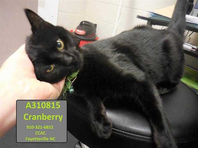 Adopt a All Black Domestic Shorthair / Mixed (short coat) cat in Fayetteville