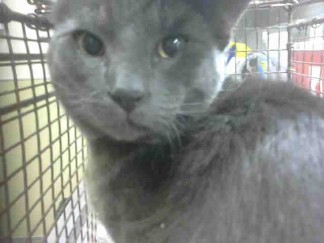Adopt PIERCE a Gray or Blue Russian Blue / Mixed (short coat) cat in Martinez