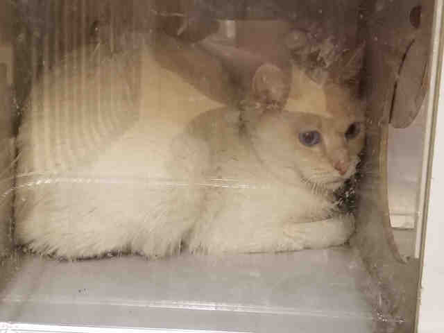 Adopt BRNYRD TATUM a White (Mostly) Siamese / Mixed (short coat) cat in York