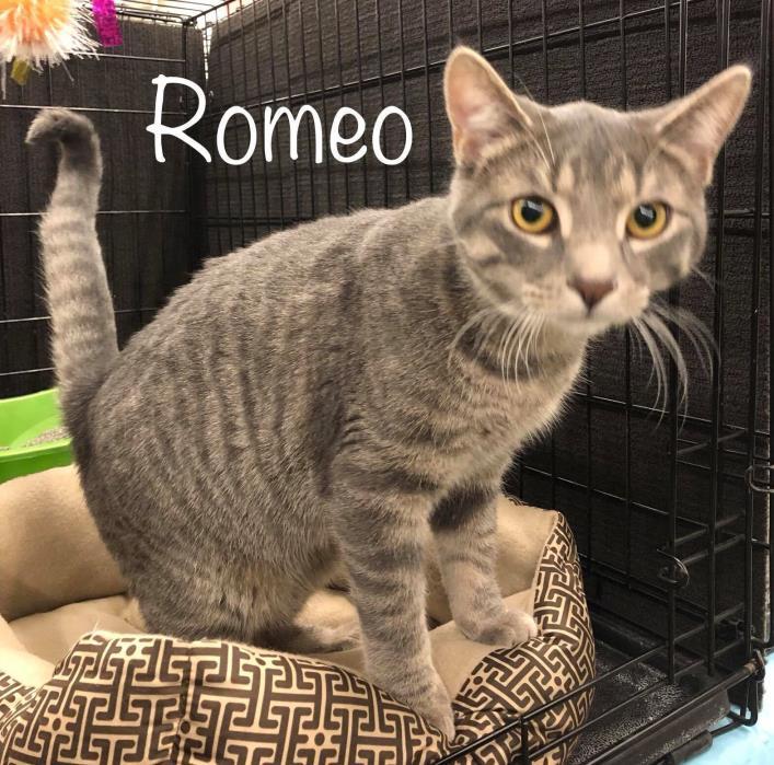 Adopt Romeo a Domestic Short Hair