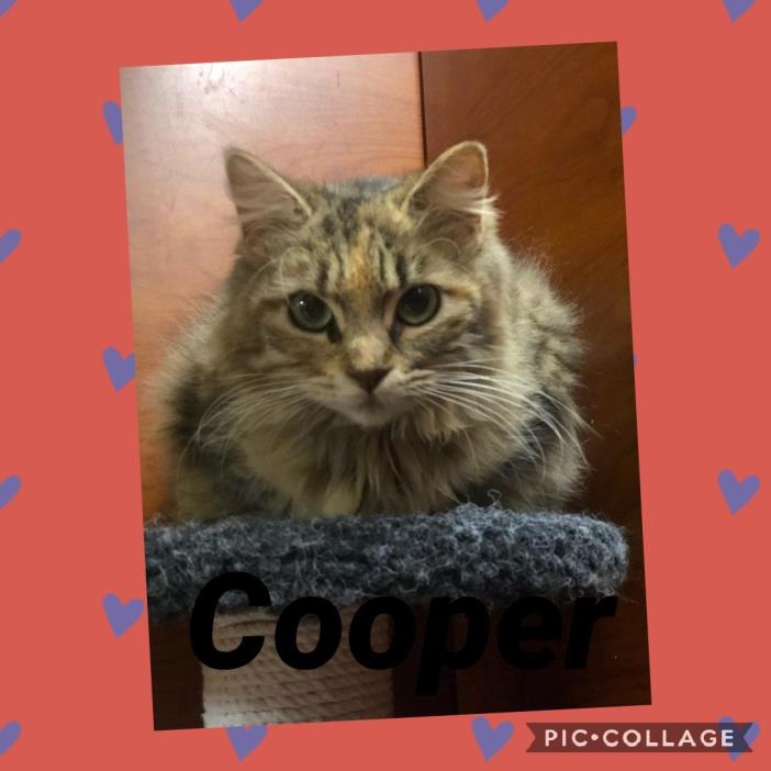 Adopt Cooper a Domestic Long Hair