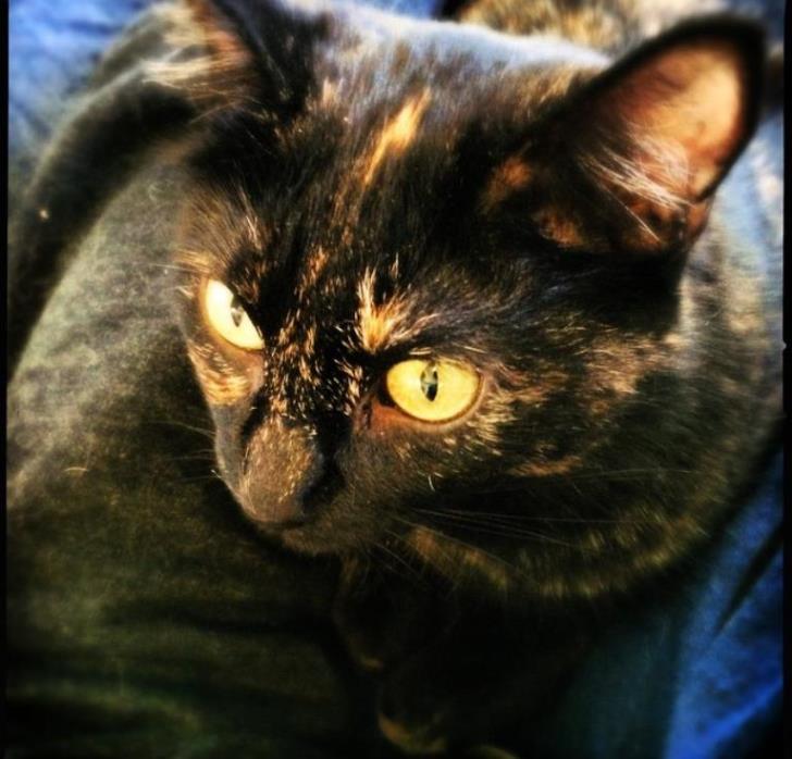 Adopt Luna a Tortoiseshell