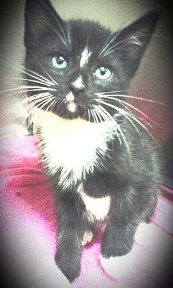 Adopt Sinatra a All Black Domestic Shorthair / Domestic Shorthair / Mixed cat in