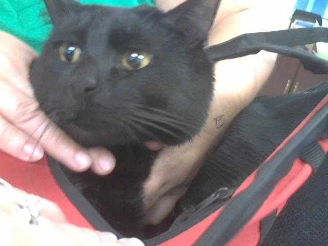 Adopt DAVENPORT a All Black Domestic Shorthair / Mixed (short coat) cat in