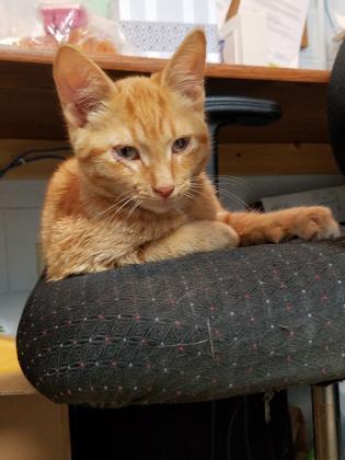 Adopt Sunny a Domestic Short Hair