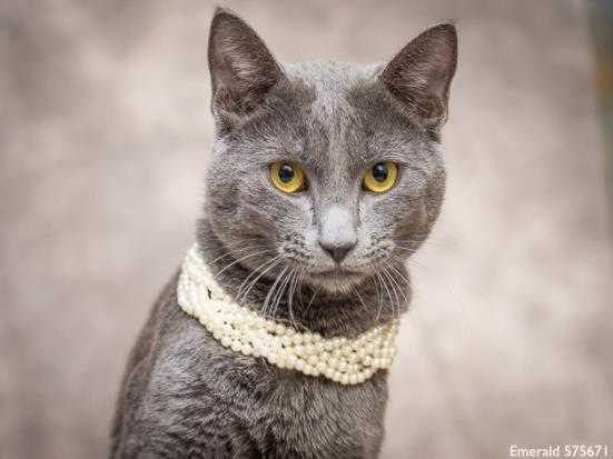 Adopt EMERALD a Gray or Blue Domestic Shorthair / Mixed (short coat) cat in