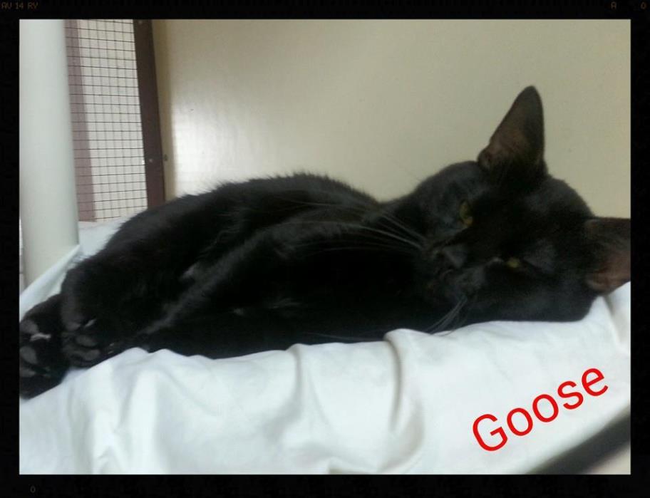 Adopt AC - Goose a Manx