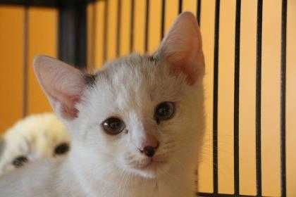 Adopt Leonidas a White Siamese / Domestic Shorthair / Mixed cat in New Orleans
