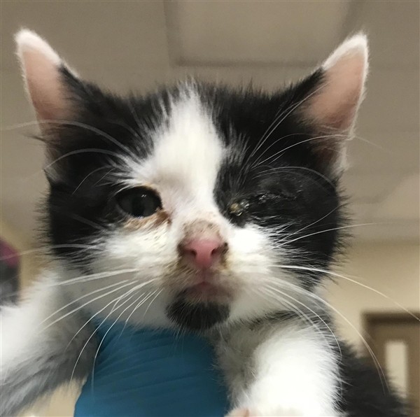 Adopt Moo a Domestic Shorthair / Mixed cat in Birmingham, AL (24709071)