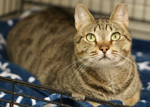 Adopt Mr. Patchez a Tabby