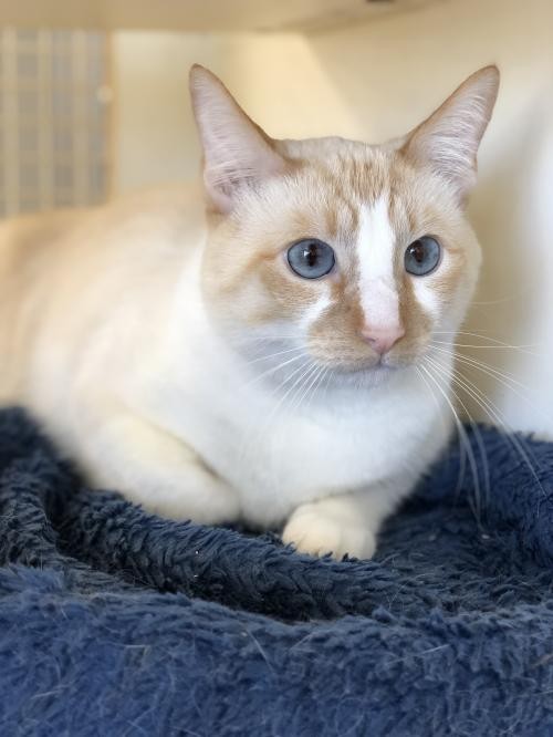 Adopt Axle a Cream or Ivory (Mostly) Siamese / Mixed (short coat) cat in